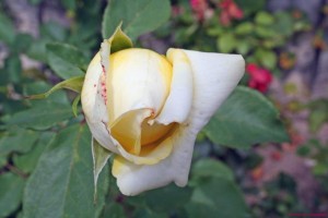 rose-dornberger-schloesser
