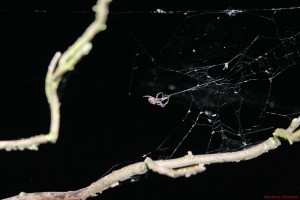 spinne-spinnennetz
